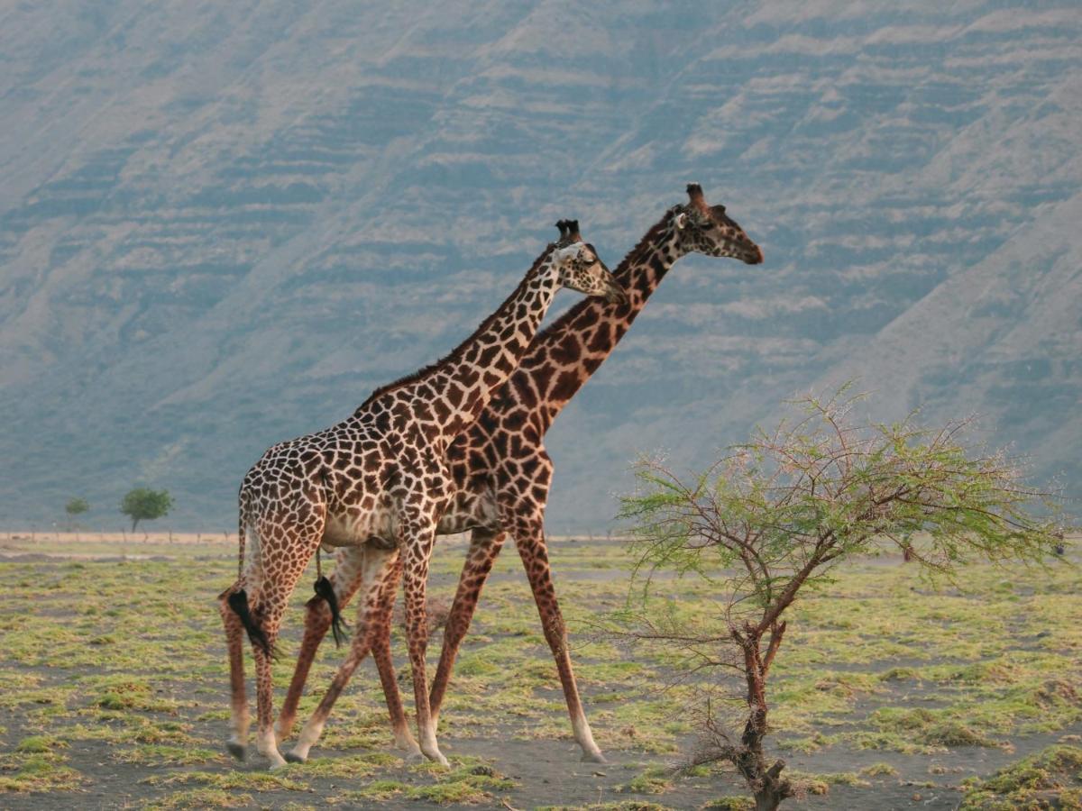 Lake Natron Maasai Giraffe Eco Lodge And Camping Mtowabaga Exterior foto